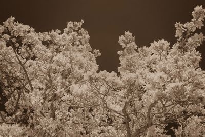 Low angle view of trees against sky