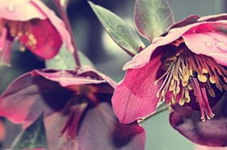 Close-up of pink flower