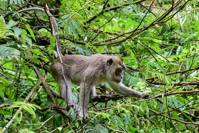 Squirrel on tree in forest