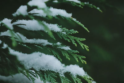 Close-up of snow covered pine tree