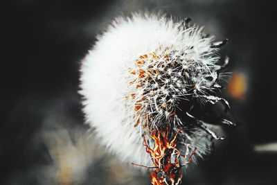 Close-up of honey bee on plant