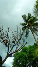 Low angle view of palm trees