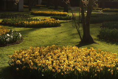 Yellow flowering plants on field