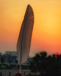 Close-up of feather against orange sky