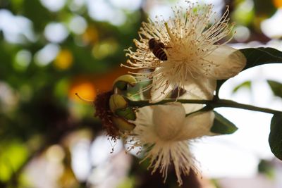 Close-up of white flowering plant