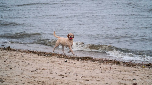 Dog running on beach