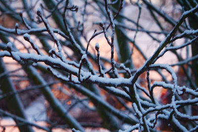 Close-up of frozen bare tree during winter