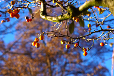 Low angle view of fresh tree branch