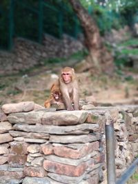 Monkeys sitting on wall