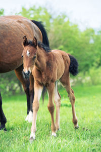 Horses standing on land