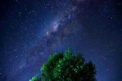 Low angle view of trees against sky at night