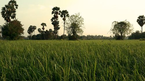 Scenic view of agricultural field against sky