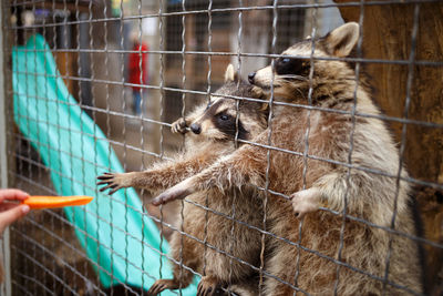 Close-up of cats in cage