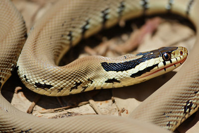 Close-up of snake