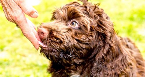 Close-up of dog