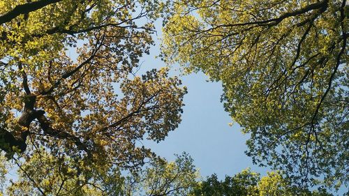 Low angle view of trees growing against clear sky