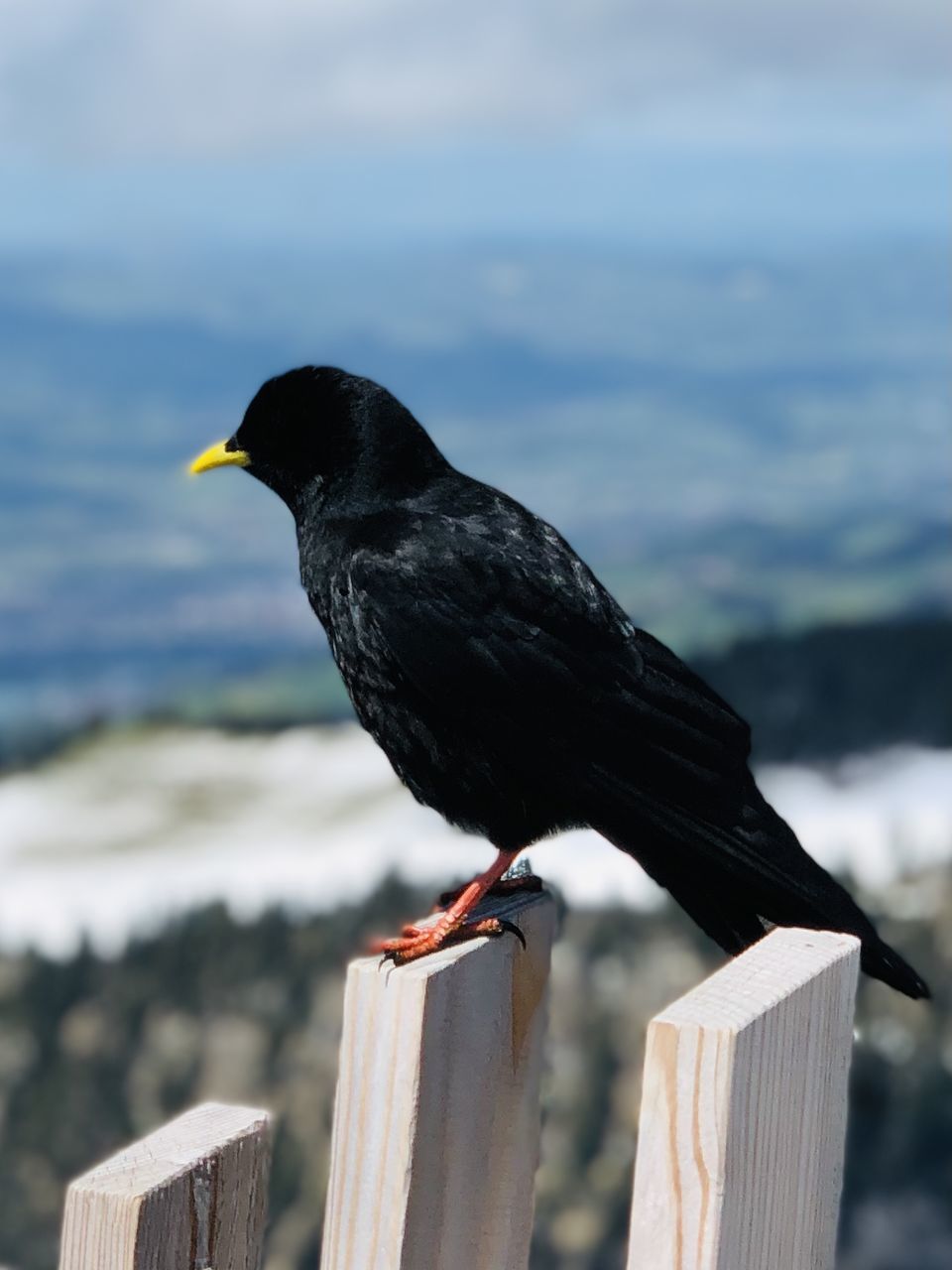 BLACK BIRD PERCHING ON WOODEN POST