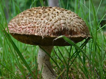 Close-up of mushroom on grass