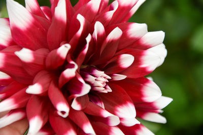Close-up of dahlia