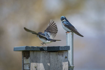 Bird perching on a metal  post