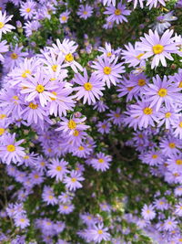 Close-up of purple daisy flowers
