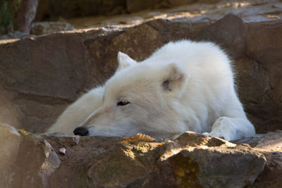 High angle view of sheep on rock at zoo