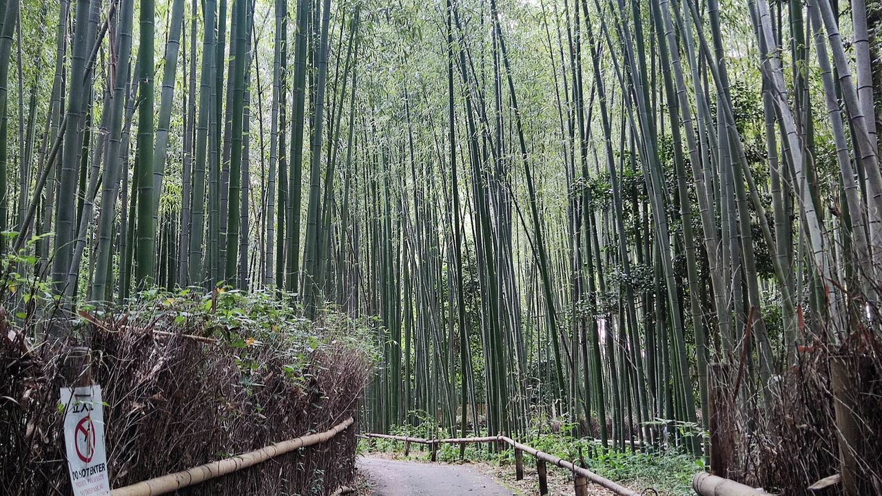 plant, tree, forest, natural environment, land, bamboo - plant, bamboo grove, growth, beauty in nature, nature, tranquility, bamboo, woodland, the way forward, no people, tranquil scene, non-urban scene, green, tree trunk, trunk, day, scenics - nature, footpath, outdoors, environment, rainforest, jungle, landscape, old-growth forest, lush foliage, cane, road