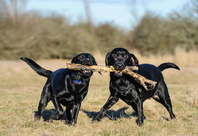 Portrait of black labradors carrying stick in mouth on field