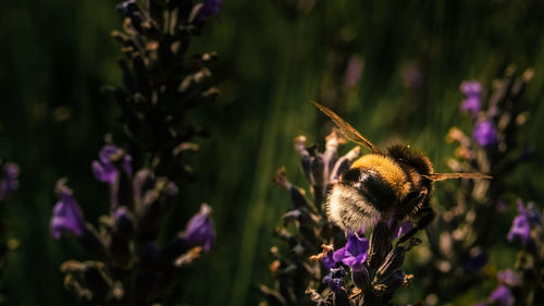 Close-up of bee pollinating on purple flower