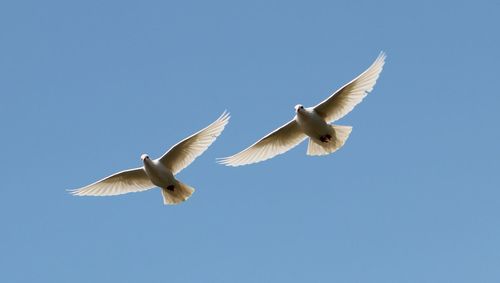 Low angle view of birds flying over black background