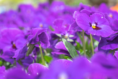 Close-up of pink flowers