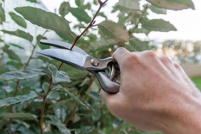 Cropped hand of man pruning plant