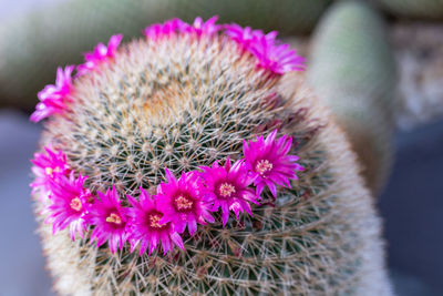 Close-up of pink cactus flower