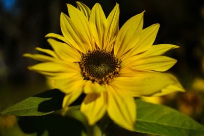 Close-up of yellow flower