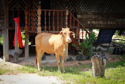 Horse standing against trees