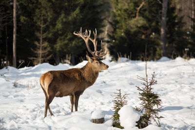 Deer on snow covered field