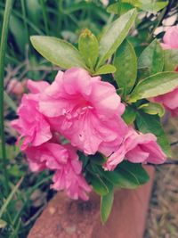 Close-up of pink flowers