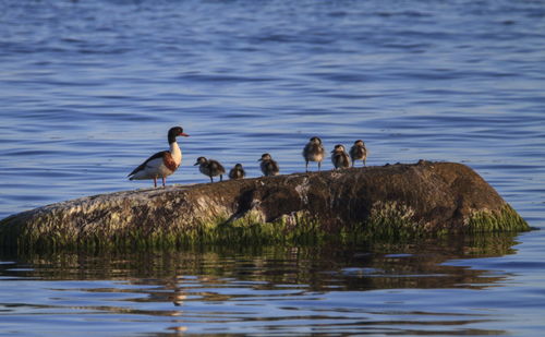 Female common shelduck, tadorna tadorna, and ducklings standing in baltic sea, telleborg, sweden