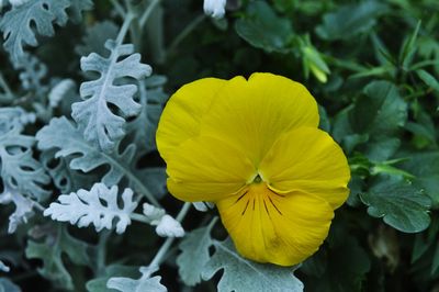 Close-up of yellow flower growing in garden