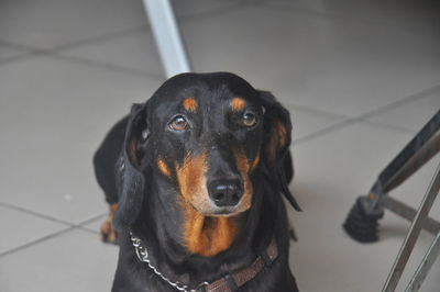 Close-up portrait of a dog