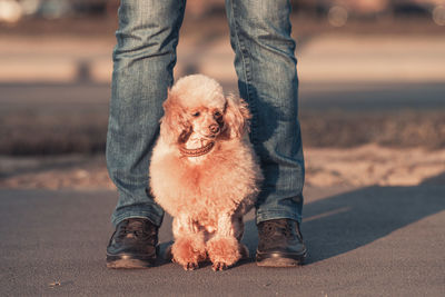 A beautiful miniature toy poodle dog is sitting at the feet of its owner, walking at sunset