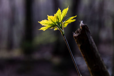 Close-up of wilted plant