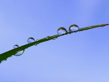 Low angle view of plant against blue sky