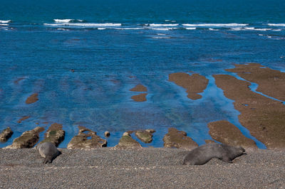 High angle view of birds on beach