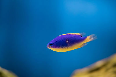 Close-up of fish swimming in sea