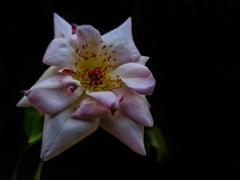 Close-up of white rose against black background