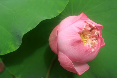 Close-up of pink rose