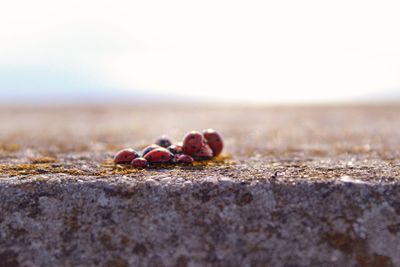 Close-up of berries on land