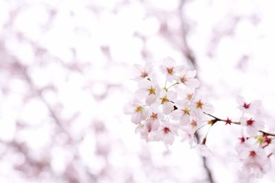Low angle view of cherry blossoms