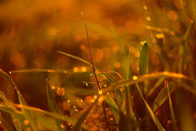 Close-up of plants in field